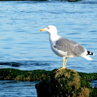 Yellow-Legged Gull