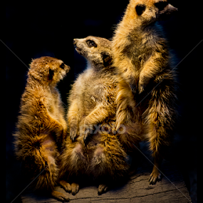 by Petar Tudja - Animals Other Mammals