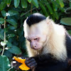 White faced capuchin monkey