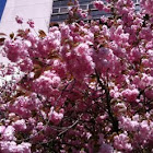 Spring Cherry, Higan cherry, or Rosebud cherry
