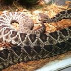 Eastern Diamond Back Rattle Snake