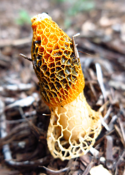 Bridal Veil Stinkhorn Project Noah