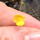 Horned Bladderwort