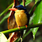 Paradise Kingfisher