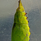 Peacock Butterfly Cocoon + Adult
