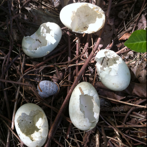 mallard-duck-eggs-project-noah