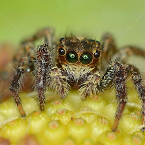 Stare Into Your Heart.. And See Your Soul by Niney Azman - Animals Insects & Spiders