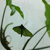 Green Snout Moth