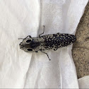 eastern-eyed click beetle