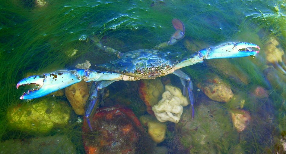 Atlantic Blue Crab