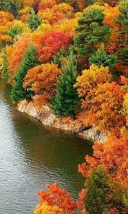 How to download Taiga Wallpaper 1.0 unlimited apk for laptop