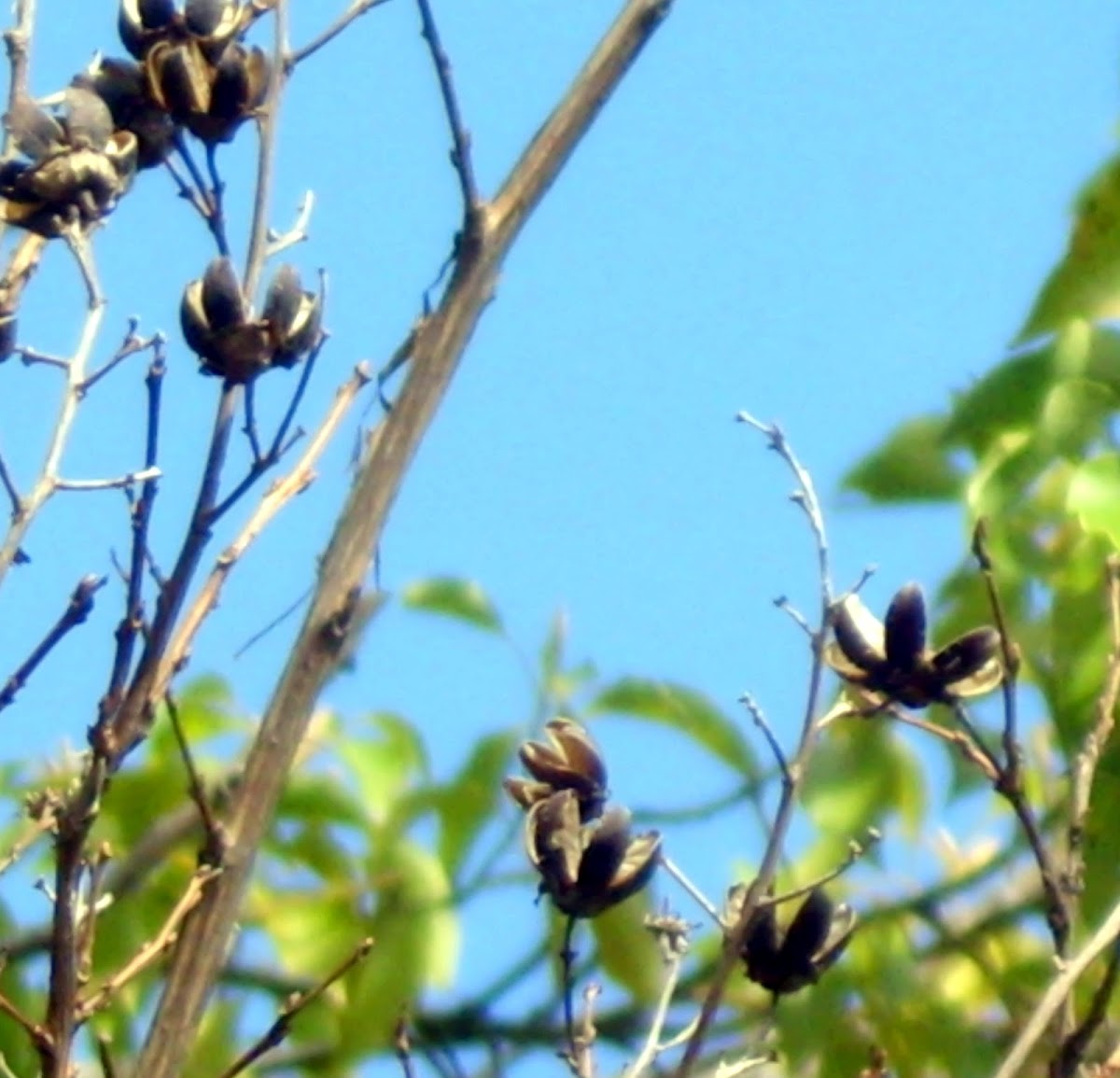 Crepe Myrtle seed Pod