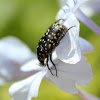Common Dotted Fruit Chafer