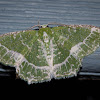 Lacy Emerald Moth