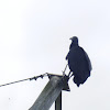 Gallinazo Común - Black Vulture
