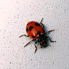 Spotted Amber Ladybird Beetle