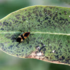 Milkweed bug