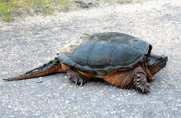 Common Snapping Turtle | Project Noah