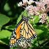 Monarch Butterfly