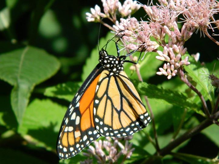 Monarch Butterfly