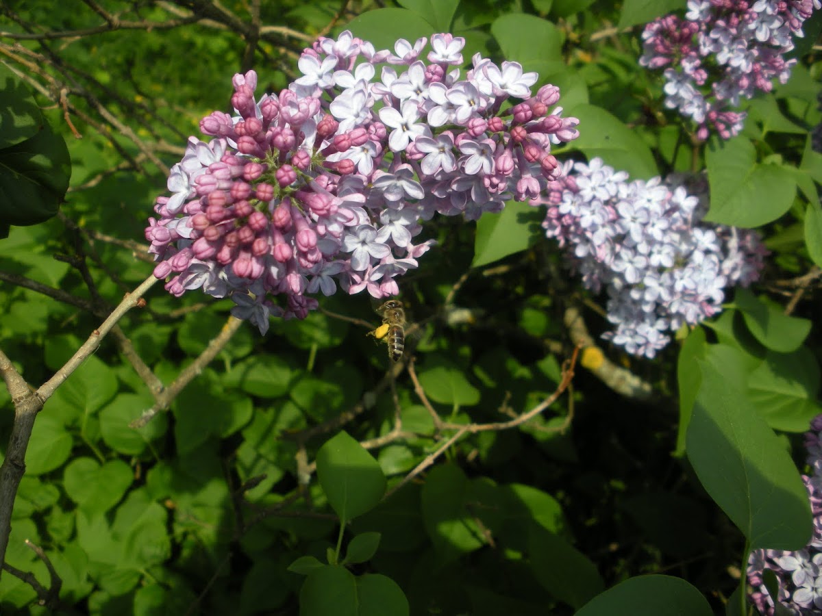 Bee on a lilac bush
