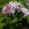 Bee on a lilac bush