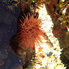 Beadlet Anemone