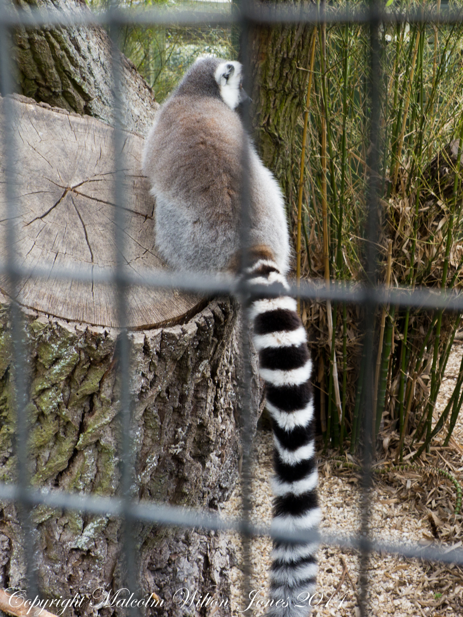 Ring-tailed Lemur