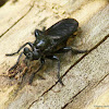 Robber fly