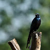 Long-tailed Starling