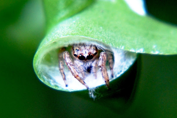 Jumping Spider | Project Noah