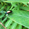 Dogbane leaf beetle