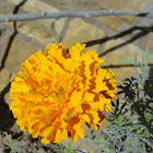 Marigold - गेंदाफूल