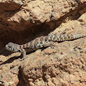 Ornate Spiny-tailed Lizard (female)