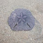 Keyhole Sand Dollar