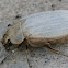 White Scarab Beetle