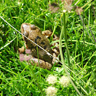 Granota pirinenca o Granota roja / Common frog