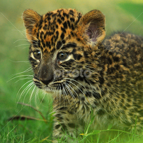 Leo1 by Abhinav Ganorkar - Animals Lions, Tigers & Big Cats