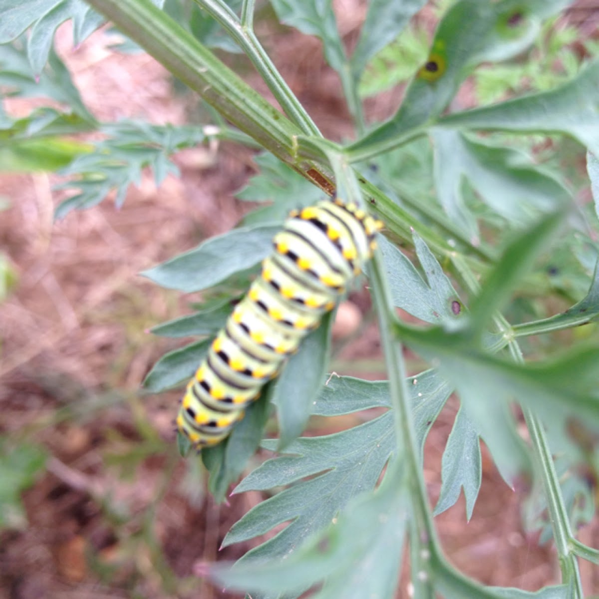 Black swallowtail caterpillar