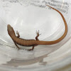 Juvenile alligator lizard