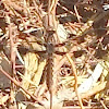 Common white-tailed dragonfly-female