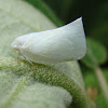 Flatid planthopper