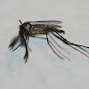 Male White-footed Woods Mosquito