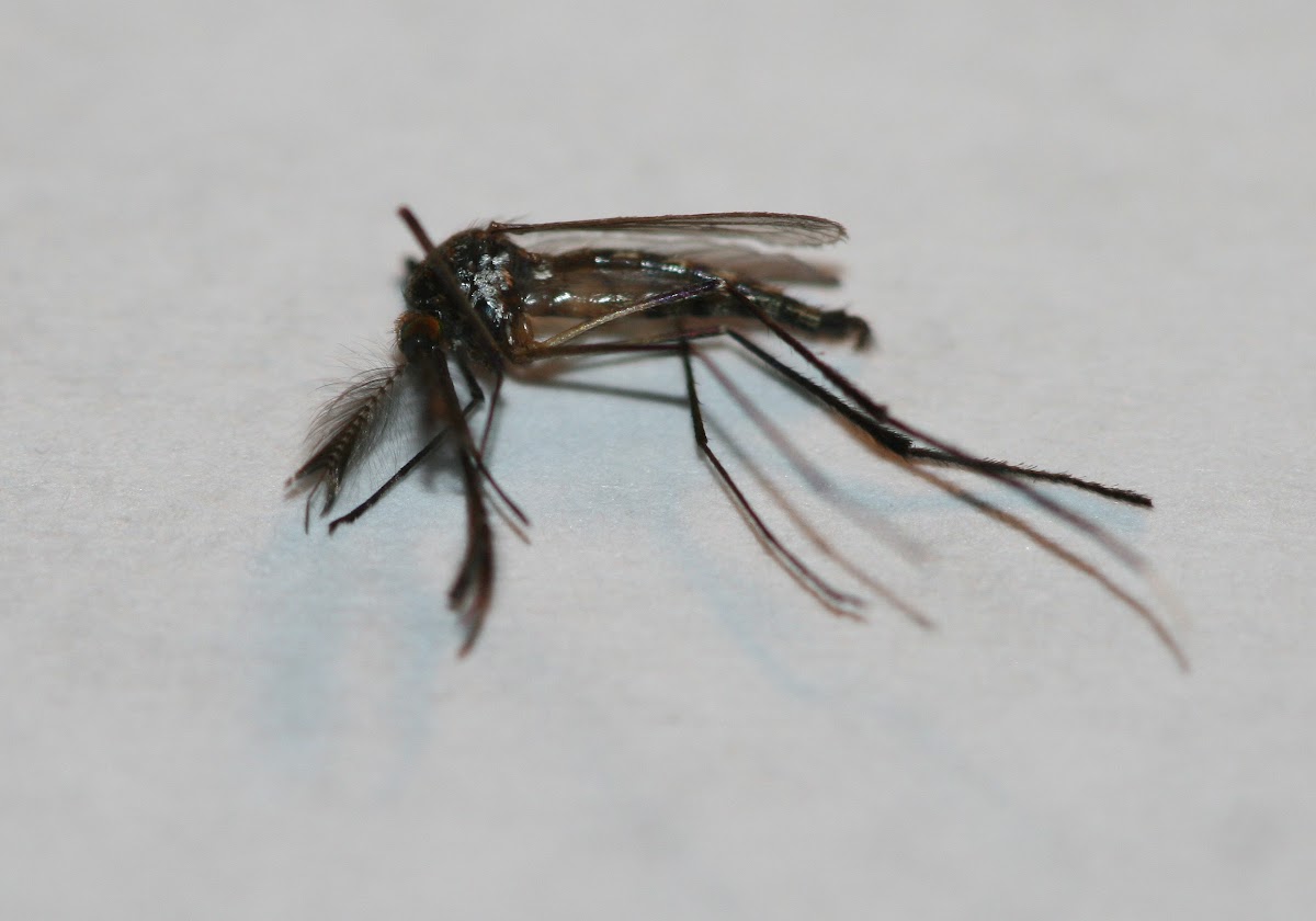 Male White-footed Woods Mosquito
