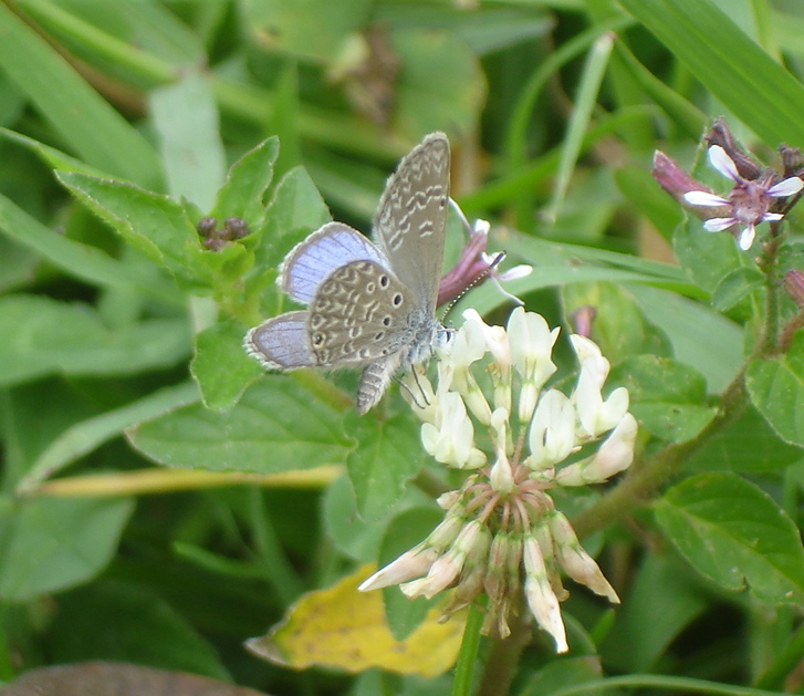 Hemiargus blue