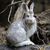 Snowshoe Hare