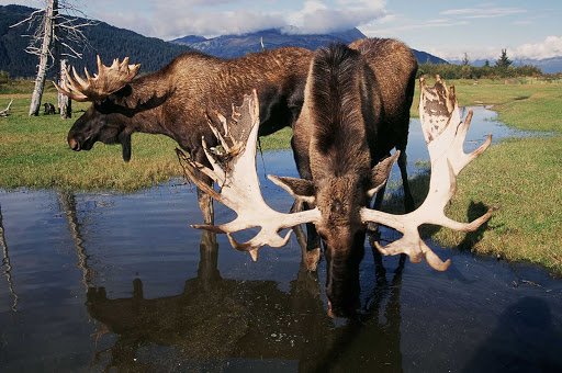 Moose stop for a drink in a stream near Anchorage, Alaska.