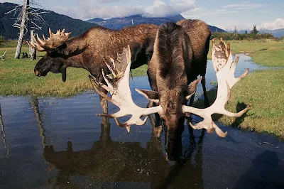 Moose stop for a drink in a stream near Anchorage, Alaska.