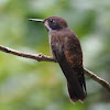 Brown Violet-ear hummingbird