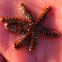 Bluechimes spiny starfish ( mavi deniz yıldızı )